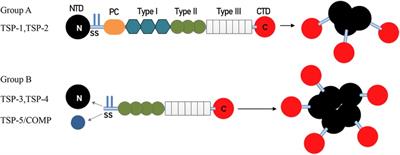 The molecular mechanism of thrombospondin family members in cardiovascular diseases
